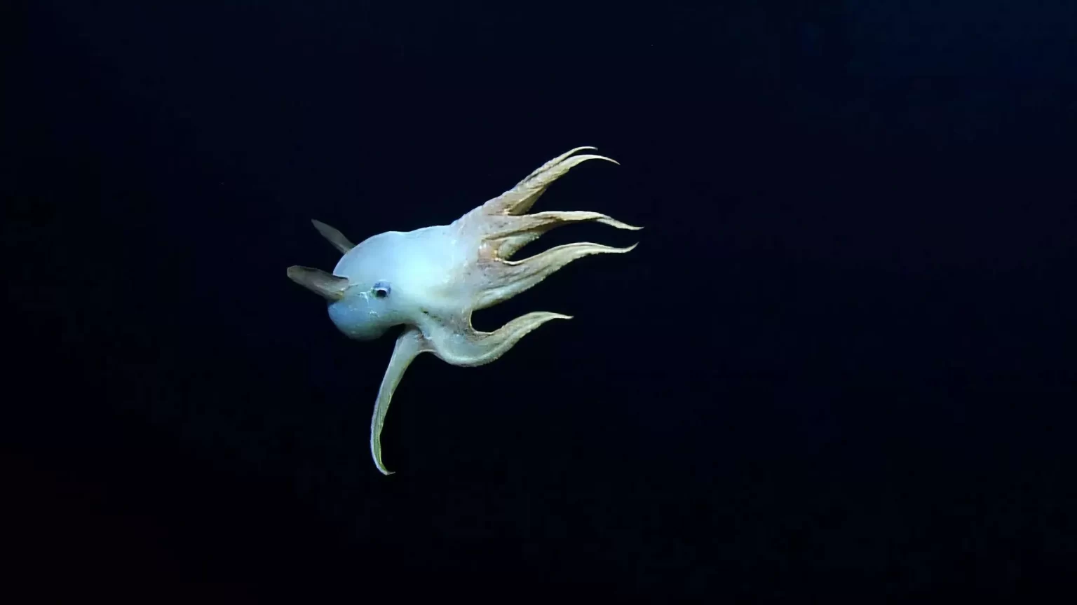 a ghostly dumbo octopus is pictu