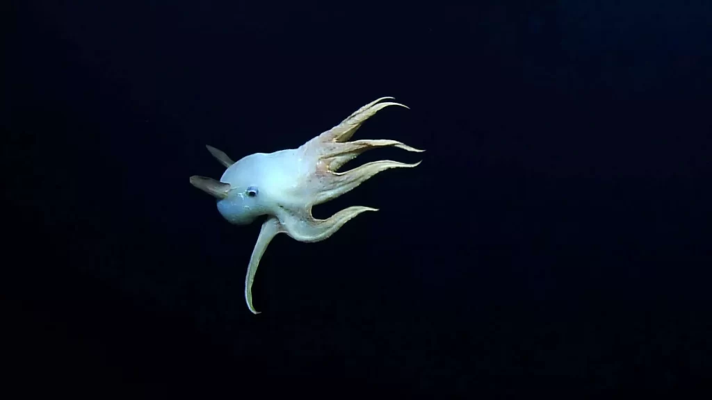 Dumbo Octopus: A Glimpse into the Deep Sea's Cutest Creature
